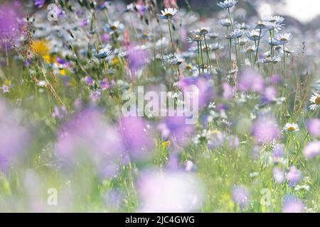 Blur expérience sur une prairie en fleurs en été, photographie expérimentale, prairie de bellflower avec des pâquerettes, Réserve de biosphère de Middle Elbe Banque D'Images