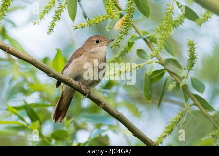 Nightingale (Luscinia megarhynchos), assise sur la branche de saule, Hesse, Allemagne Banque D'Images