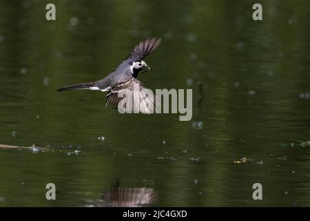 Pied Wagtail (Motacilla alba), volant, avec libellule capturée dans son bec, Hesse, Allemagne Banque D'Images