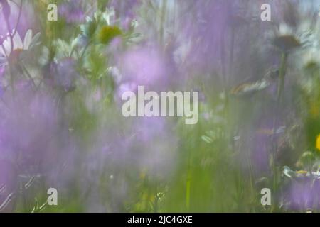 Blur expérience sur une prairie en fleurs en été, photographie expérimentale, prairie de bellflower avec des pâquerettes, Réserve de biosphère de Middle Elbe Banque D'Images