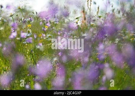 Blur expérience sur une prairie en fleurs en été, photographie expérimentale, prairie de bellflower avec des pâquerettes, Réserve de biosphère de Middle Elbe Banque D'Images