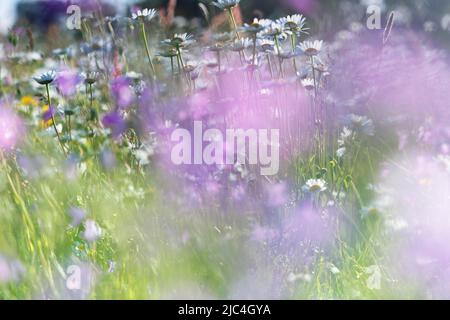 Blur expérience sur une prairie en fleurs en été, photographie expérimentale, prairie de bellflower avec des pâquerettes, Réserve de biosphère de Middle Elbe Banque D'Images