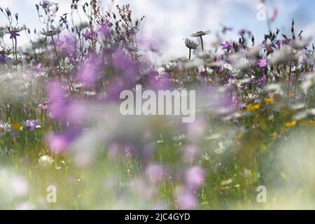 Blur expérience sur une prairie en fleurs en été, photographie expérimentale, prairie de bellflower avec des pâquerettes, Réserve de biosphère de Middle Elbe Banque D'Images