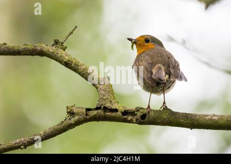 Robin (erithacus rubecula) avec la chenille capturée à Beak, debout sur la succursale, Hesse, Allemagne Banque D'Images