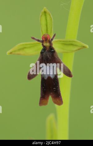 Détail et figure de l'orchidée de mouche (Ophrys insectifera) à Thuengersheim, Bavière, Allemagne Banque D'Images