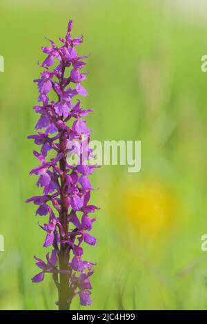 Grande orchidée pourpre précoce (Orcis mascula) dans le Lange Rhoen, réserve de biosphère de l'UNESCO, Bavière, Allemagne Banque D'Images