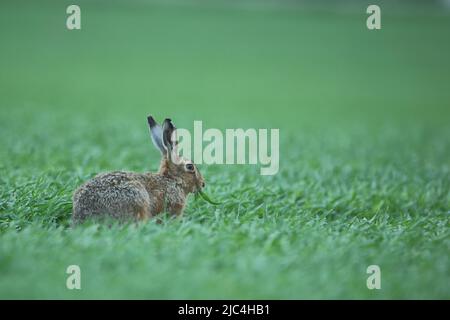 Lièvre européen (Lepus europaeus) se nourrissant sur le terrain sur Texel, Hollande-Nord, Hollande Banque D'Images