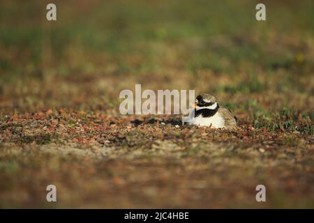 Pluvier annelé (Charadrius hiaticula) se reproduisant sur Texel, Hollande-Nord, Hollande Banque D'Images