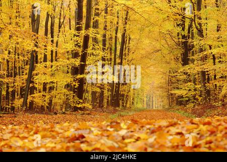 Forêt d'automne avec chemin forestier et chute de feuilles d'or à Eppstein im Taunus, Hesse, Allemagne Banque D'Images
