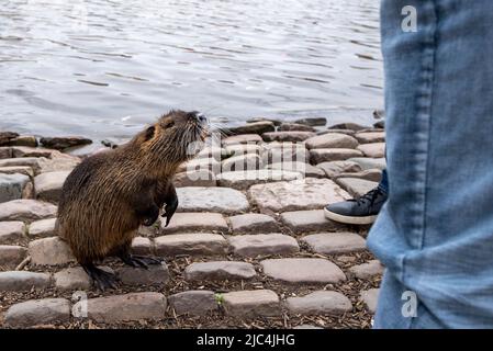 Faire confiance au rat musqué sur la banque de la Vltava, Prague, Bohême, République tchèque Banque D'Images