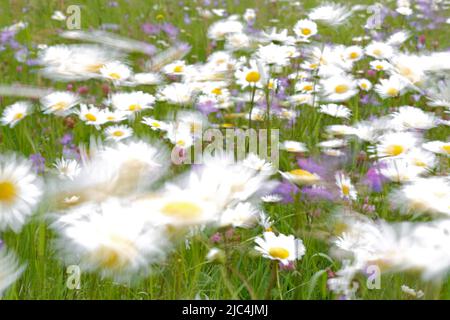 Blur expérience sur une prairie à fleurs en été, photographie expérimentale, pâquerettes avec des tasses de beurre et des cloches, Middle Elbe Biosphere Reserve Banque D'Images