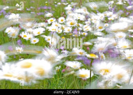 Blur expérience sur une prairie à fleurs en été, photographie expérimentale, pâquerettes avec des tasses de beurre et des cloches, Middle Elbe Biosphere Reserve Banque D'Images