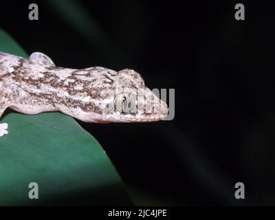 Plan détaillé d'un Gecko à queue de Turnpip (Thecadactylus rapicauda) isolé sur une feuille tropicale verte avec un fond vert foncé naturel Banque D'Images