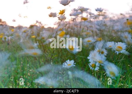 Blur expérience sur une prairie à fleurs en été, photographie expérimentale, pâquerettes avec des buttercups, Réserve de biosphère de Middle Elbe, Dessau-Rosslau Banque D'Images