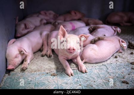 Bad Zwischenahn, Allemagne. 15th mars 2022. Les porcelets du projet de recherche 'Digipig' se trouvent dans la grange. Le projet de recherche financé par le gouvernement fédéral de la Chambre d'agriculture, de l'Institut Thünen et d'autres partenaires vise à faire progresser la numérisation en agriculture. Les objectifs comprennent un plus grand bien-être animal et moins d'impact sur l'environnement. (À dpa 'entièrement en réseau et totalement surveillé - la grange du futur') Credit: Sina Schuldt/dpa/Alamy Live News Banque D'Images