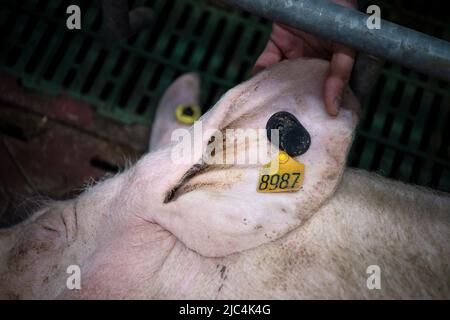 Bad Zwischenahn, Allemagne. 15th mars 2022. Un capteur a été fixé à l'oreille d'un porc. Le projet de recherche financé par le gouvernement fédéral, 'DigiPig', de la Chambre d'agriculture, de l'Institut Thünen et d'autres partenaires, vise à faire progresser la numérisation dans l'agriculture. Les objectifs comprennent un plus grand bien-être animal et moins d'impact sur l'environnement. (À dpa 'entièrement en réseau et totalement surveillé - la grange du futur') Credit: Sina Schuldt/dpa/Alamy Live News Banque D'Images