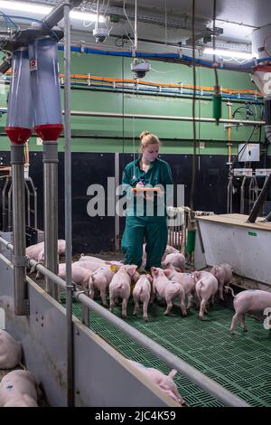 Bad Zwischenahn, Allemagne. 15th mars 2022. Lena Münzebrock, membre du projet de recherche 'DigiSchwein', enregistre les données dans la piggane. Le projet de recherche financé par le gouvernement fédéral par la Chambre d'agriculture, l'Institut Thünen et d'autres partenaires vise à faire progresser la numérisation en agriculture. Les objectifs comprennent un plus grand bien-être animal et moins d'impact sur l'environnement. (À dpa 'entièrement en réseau et totalement surveillé - la grange du futur') Credit: Sina Schuldt/dpa/Alamy Live News Banque D'Images