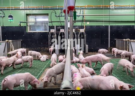 Bad Zwischenahn, Allemagne. 15th mars 2022. Les cochons du projet de recherche 'DigiSchwein' se trouvent dans une grange équipée de capteurs. Le projet de recherche financé par le gouvernement fédéral de la Chambre d'agriculture, de l'Institut Thünen et d'autres partenaires vise à faire progresser la numérisation en agriculture. Les objectifs comprennent un plus grand bien-être animal et moins de pollution de l'environnement. (À dpa 'entièrement en réseau et totalement surveillé - la grange du futur') Credit: Sina Schuldt/dpa/Alamy Live News Banque D'Images