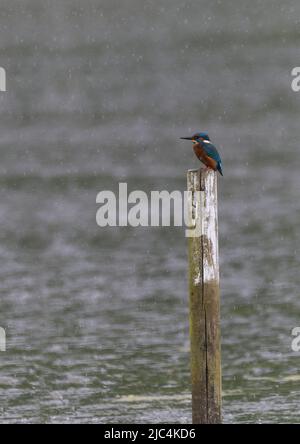 kingfisher assis sur le poteau sous la pluie Banque D'Images