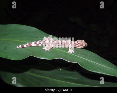 Vue latérale d'un Gecko à queue de Turnpip (Thecadactylus rapicauda) isolé sur une feuille tropicale verte avec un fond vert foncé naturel Banque D'Images