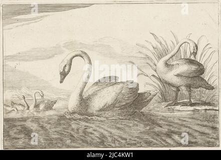 Cinq cygnes dans et près de l'eau., cygnes divers oiseaux (titre de la série) Diversarum avium perfectissimae figurae (...) (Titre de la série), imprimeur: Pieter Schenk (I), (attribué à), dessinateur intermédiaire: Francis Barlow, éditeur: Pieter Schenk (I), Amsterdam, 1675 - 1711, papier, gravure, h 135 mm × l 199 mm Banque D'Images