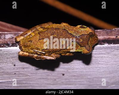 Vue de dessus des marquages d'un Treefrog mexicain (Smilisca baudinii) reposant sur un morceau de bois naturel de fond noir Banque D'Images