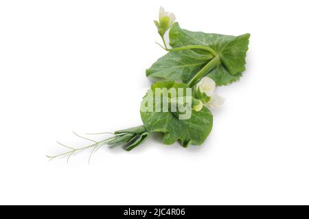 Photo de studio de pousses de pois coupées sur fond blanc - John Gollop Banque D'Images