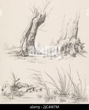 Dans le tronc du saule il y a un trou, deux arbres et une piscine avec des plantes aquatiques, imprimeuse: Joannes Bemme, pays-Bas, 1809 - 1841, papier, h 340 mm × l 240 mm Banque D'Images