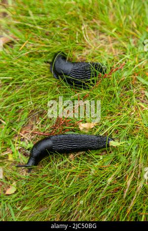 Deux grandes limaces noires Arion Ater, sur l'herbe après une forte pluie Banque D'Images