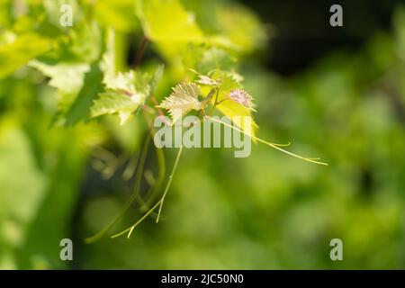 Jeunes feuilles sur des brindilles de vigne sur la nature ensoleillée Banque D'Images