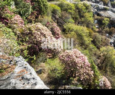 Arbres rhododendrons croissant à 3681m le long de la route de trekking à Tengboche près de SASNASA, Khumbu. Banque D'Images