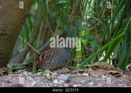 Des perdrix malais uniques ou de groupe se nourrissant au sol. Banque D'Images