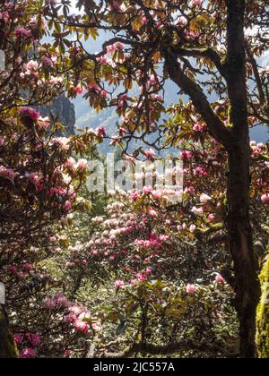 Arbres rhododendrons croissant à 3681m le long de la route de trekking à Tengboche près de SASNASA, Khumbu. Banque D'Images