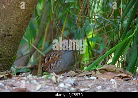 Des perdrix malais uniques ou de groupe se nourrissant au sol. Banque D'Images