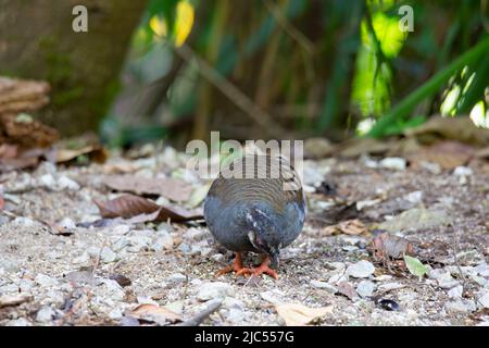Des perdrix malais uniques ou de groupe se nourrissant au sol. Banque D'Images