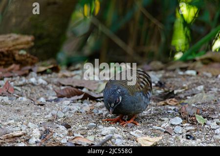 Des perdrix malais uniques ou de groupe se nourrissant au sol. Banque D'Images