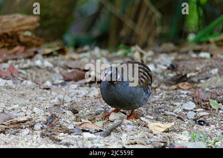 Des perdrix malais uniques ou de groupe se nourrissant au sol. Banque D'Images