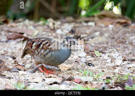 Des perdrix malais uniques ou de groupe se nourrissant au sol. Banque D'Images