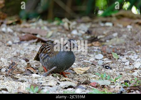 Des perdrix malais uniques ou de groupe se nourrissant au sol. Banque D'Images
