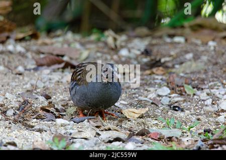 Des perdrix malais uniques ou de groupe se nourrissant au sol. Banque D'Images