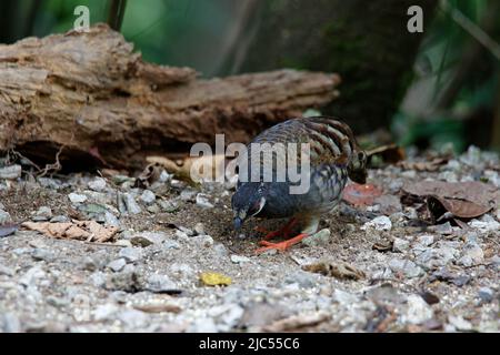 Des perdrix malais uniques ou de groupe se nourrissant au sol. Banque D'Images