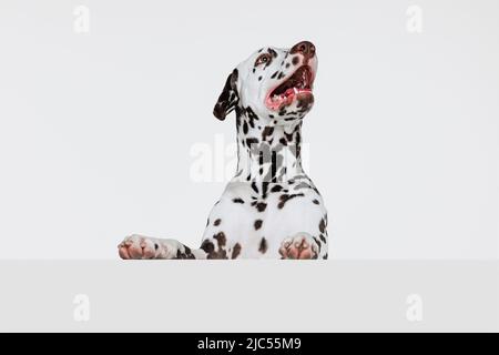 Portrait en demi-longueur d'un chiot mignon de chien dalmate isolé sur fond gris de studio. Concept de race, vétérinaire, beauté, haelth animal et vie, soins. Banque D'Images