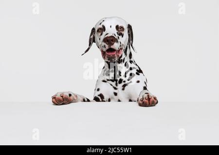 Portrait en demi-longueur d'un chiot mignon de chien dalmate isolé sur fond gris de studio. Concept de race, vétérinaire, beauté, haelth animal et vie, soins. Banque D'Images