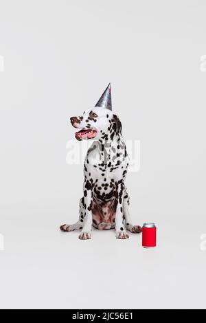 Mignon chien de race drôle, lémonade de dégustation dalmatienne isolée sur fond gris studio. Concept de race, vétérinaire, beauté, haelth animal et vie, soins. Banque D'Images