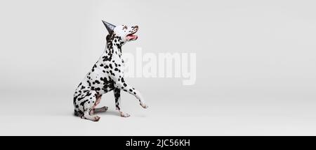 Prospectus avec portrait d'un jeune beau chien dalmate posé isolé sur fond gris studio. Concept de race, vétérinaire, beauté, haelth animal et Banque D'Images