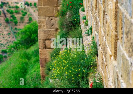 mur d'un vieux château avec de l'herbe et des fleurs qui poussent dans les fissures de la maçonnerie Banque D'Images