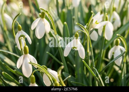 Gros plan de fleurs communes en forme de goutte d'eau (Galanthus nivalis), croissant dans une forêt au début du printemps, Weserbergland, Allemagne Banque D'Images