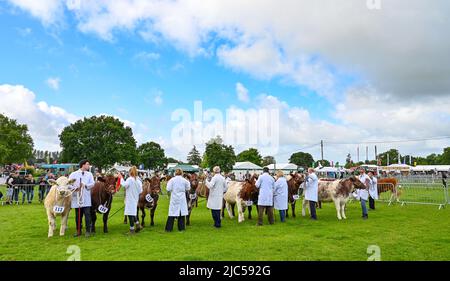 Brighton, Royaume-Uni. 10th juin 2022. En cours de jugement au South of England Show de cette année, organisé au Ardenly Showground à Sussex, Royaume-Uni . Le spectacle célèbre le meilleur de l'agriculture britannique sur trois jours : Credit Simon Dack/Alay Live News Banque D'Images