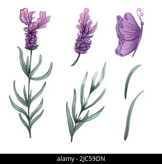 Ensemble de fleurs de lavande. Illustrations aquarelles de fleurs et de feuilles de lavande. Banque D'Images