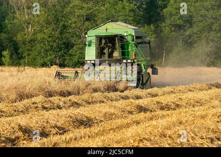 Der Laufener Landweizen auf dem Feld BEI Triebenbach - Stadt Laufen - wird geerntet - für die Brauerei Wieninger *** Légende locale *** Rupertiwinkel, Banque D'Images